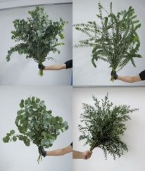 Eucalyptus Mix