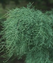 Tamarix chinensis Lour
