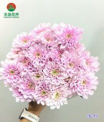 Dyed Spray Chrysanthemums Altay-Light Pink