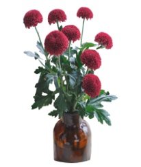 Chrysanthemum Pingpong Red
