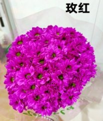 Dyed Kennedy Spray Chrysanthemum（Fuchsia）