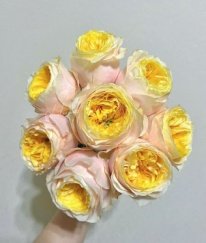 Rose-Teresa