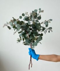 Eucalyptus Populus Whit  Silver Pods