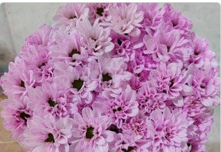 Dyed Kennedy Spray Chrysanthemum（Light Pink）