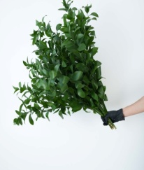 Ruscus
