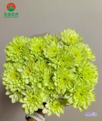 Dyed Spray Chrysanthemums Altay-- Apple Green