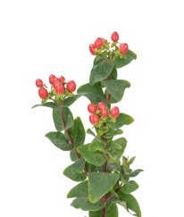Hypericum-Crystal Beans