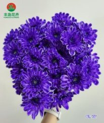 Dyed Spray Chrysanthemums Altay-Lavender