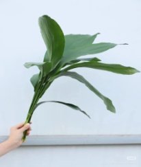 Aspidistra