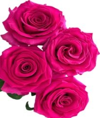 Rose-Pink Floyd
