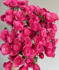 Spray Rose-Sofia Baby