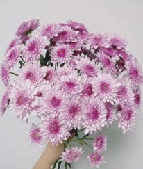 Spray Chrysanthemum Dente Pink