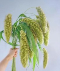 Bear Tail