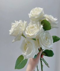 Rose-Proud