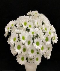 Spray Chrysanthemums  Kennedy White