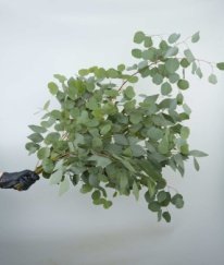 Eucalyptus  Populus