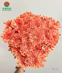 Dyed Spray Chrysanthemums Altay-Orange Red