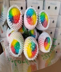 PingPong Chrysanthemum-Rainbow