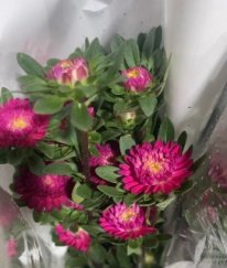 Magenta China Aster