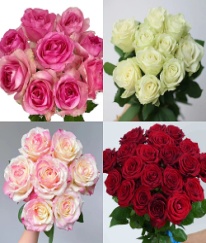Rose Intermediate Farm Assortment 1