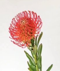 Leucospermum Succession