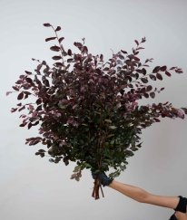 Loropetalum