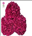 Preserved Hydrangeas Hot Pink
