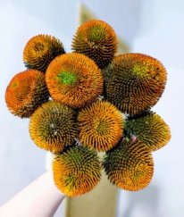 Echinacea