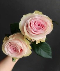 Rose-Dina