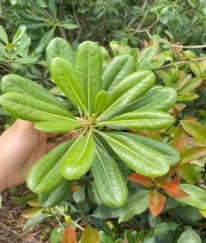 Pittosporum Leave