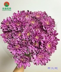 Dyed Spray Chrysanthemums Altay-Britney