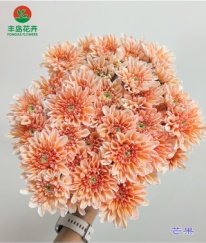Dyed Spray Chrysanthemums Altay-Mango