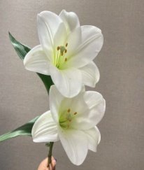 Longiflorum Lily White Three  Heads