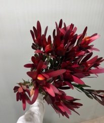 Spray Leucadendron-Broad Leaf Red