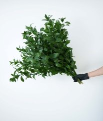 Ruscus