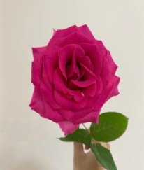 Rose-Pink Floyd