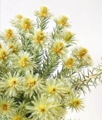 Phylica