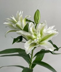 Rose Lily Aisha Three Heads