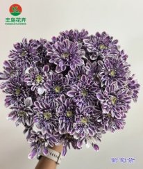 Dyed Spray Chrysanthemums Altay-Grape Purple