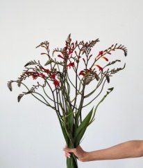 Red Renanthera