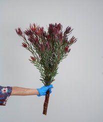 Leucadendra-Red Spray Fine Leaves