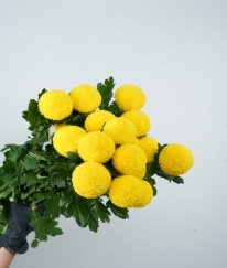 Chrysanthemum Pingpong Yellow