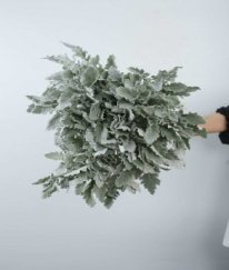 Dusty Miller
