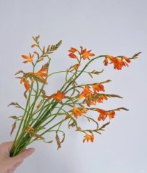 Crocosmia