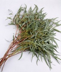 Eucalyptus  Nikoli