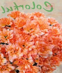 Dyed Kennedy Spray Chrysanthemum（Mango）