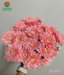 Dyed Spray Chrysanthemums Altay-Carmine