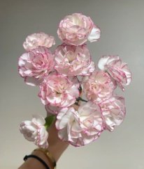 Spray Carnation Waterfall