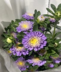 Lavender China Aster