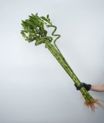 Lucky Bamboo